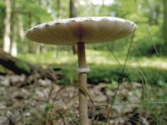 Caminhada à descoberta dos cogumelos