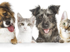 Sintra celebra protocolo em prol dos animais