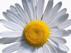 “A maior flor do mundo” de José Saramago no Centro Cultural Olga Cadaval