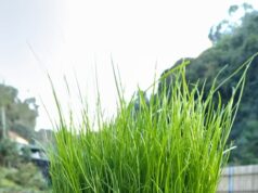 “Semana do ambiente” na Ribeira de Sintra