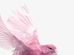 Instantâneos trazem “Amor” ao Centro Cultural Olga Cadaval