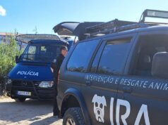 IRA denuncia seis casos de cães envenenados em Sintra e Ericeira