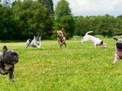 Várzea de Sintra com nova área de lazer e parque canino