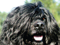 São João das Lampas volta a receber Exposições Caninas