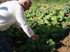 Criação de hortas solidárias em Massamá