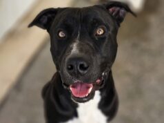 Câmara de Sintra apoia associações de proteção animal do concelho Sobre a imagem que acompanha este conteúdo: O Tyler está para adoção no Sítio dos Animais de Sintra AQUI.