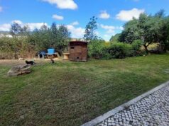 Colónia de Gatos no Jardim das Olarias em Varge Mondar