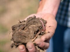 “Há Vida Escondida no Solo” no Espaço SMAS na Ribeira de Sintra