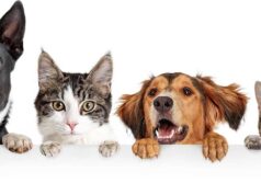 Sintra promove a PetSintra – Feira de Adoção e Bem-Estar Animal