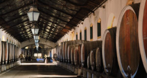 Cultivo ancestral da Vinha de Colares mobiliza comunidade e especialistas