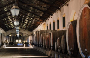 Cultivo ancestral da Vinha de Colares mobiliza comunidade e especialistas