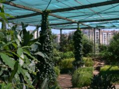 Massamá recebe espetáculo imersivo de luz