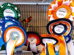 Campeonato Nacional Ornitológico na Terrugem