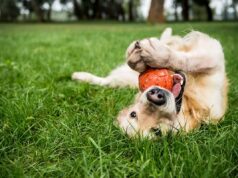 Avança parque de lazer e canino de Vale Flores