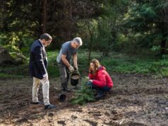 Parque da Pena integra projeto internacional para salvar extinção de árvore do tempo dos dinossauros