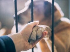 Campanha “De Patas Dadas com a Sustentabilidade” em Sintra