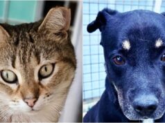 Freguesia de Algueirão Mem Martins preocupada com “abandono dos Animais de Companhia”