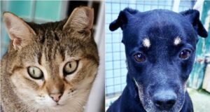 Tapada das Mercês recebe dois dias dedicados aos animais de companhia