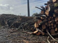 Contestado corte de arvoredo em Sintra-Cascais