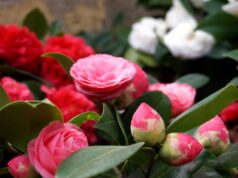 Exposição de Camélias no centro histórico da Vila de Sintra