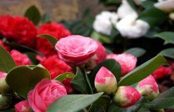 Exposição de Camélias no centro histórico da Vila de Sintra