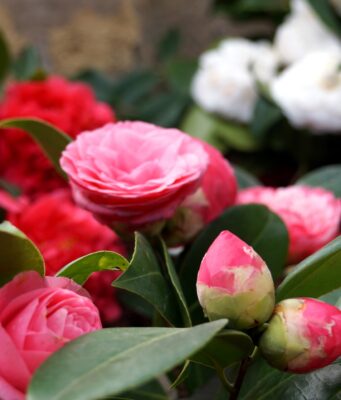 Exposição de Camélias no centro histórico da Vila de Sintra