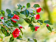 XI Exposição de Camélias na Pena