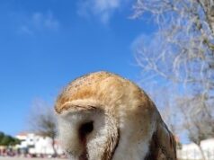 SMAS de Sintra assinalam Dia Mundial da Árvore