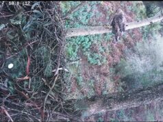 Há ovo no ninho da Águia-de-Bonelli na Serra de Sintra