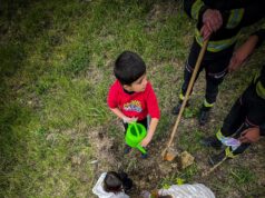 Em cinco anos Sintra plantou mais de 27 mil árvores