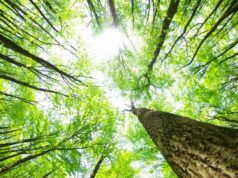 ICNF celebra Dia Internacional das Florestas com plantações e ações de sensibilização por todo o país