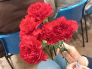 “Queluz em Liberdade” no Parque Felício Loureiro com Toy e Micaela