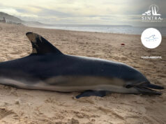 O que fazer se encontrar um animal arrojado?