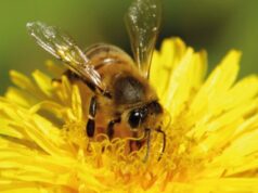 “Polinizadores de Sintra” na Quinta da Ribafria