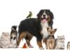 Inscrições para Voluntariado Sintra Jovem a participar no PetSintra