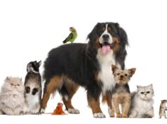 A PetSintra – Feira de Adoção e Bem-Estar Animal está de volta