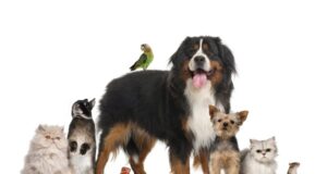 Inscrições para Voluntariado Sintra Jovem a participar no PetSintra
