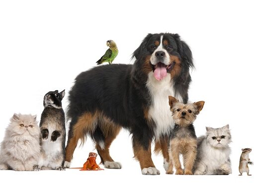 Inscrições para Voluntariado Sintra Jovem a participar no PetSintra