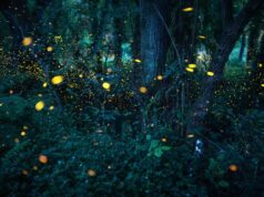 Conhecer a magia de Sintra ao luar e na companhia dos pirilampos