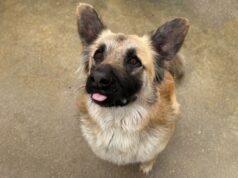 “Sítios dos Animais” vai abrir portas ao primeiro sábado do mês