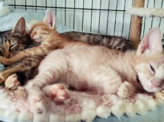 “Sónia desespera para alojar 130 gatos”