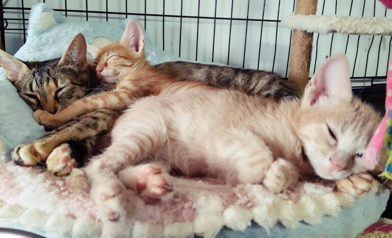 Aldeia dos Gatos “conquista terreno” na Freguesia de Queluz-Belas