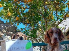 “Flash – o rafeiro” terapeuta que vende “limões solidários”