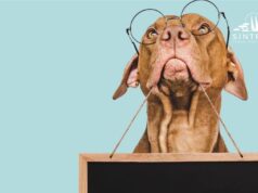 Atenção à burla para entrega de animais desaparecidos e acolhidos