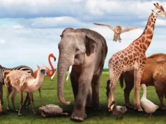 Animais Selvagens à solta no Alegro Sintra