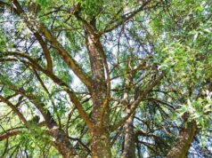 GAAS dá contributos para revisão de lei de gestão de combustíveis