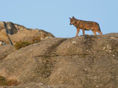 Série documental “Portugal uma História Natural” no Centro Cultural Olga Cadaval