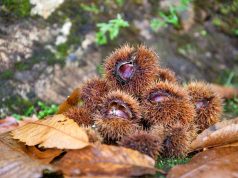 Sintra celebra o tradicional Magusto, os cogumelos e outras maravilhas da estação