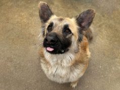 Município disponibiliza apoio às associações de proteção animal no concelho