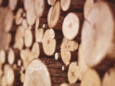 IP vai iniciar trabalhos de gestão de combustível em Sintra e Colares